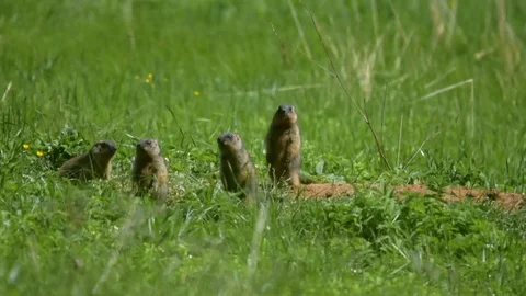 Marmot6 Stock Footage 109261737
