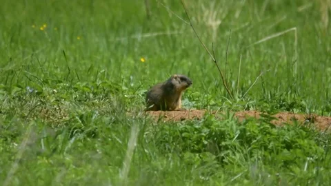 Marmot7 Stock Footage 109261997