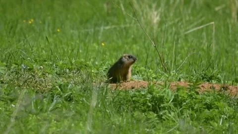 Marmot8 Stock Footage 109262360