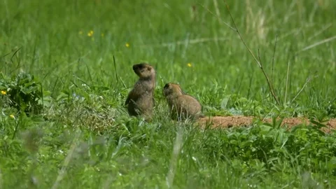 Marmot9 Stock Footage 109262299