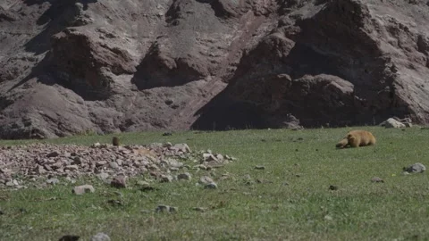 Marmots on alpine meadow below red rocks, Tulpar-Kul Lake, Kyrgyzstan Stock Footage 347243260