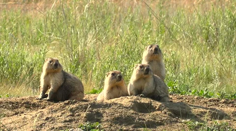 Marmots Are Alarmed About Their Burrows. Wild Steppe Summer Sunny Day Video stock 64415880