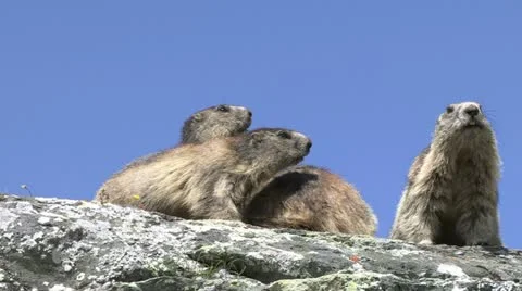Marmots, Austria 動画素材 10838802