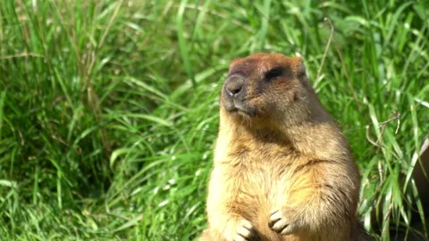 Marmots Breakfast Video stock 116548429