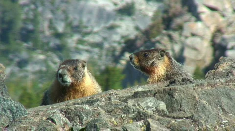 Marmots, California Stock Footage 307372