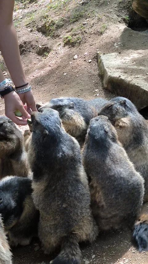 Marmots Video stock 328439760