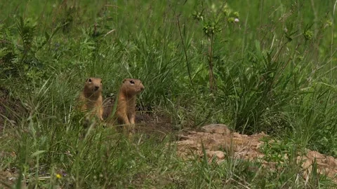 Marmots looking for someone in the grass Stock Footage 280559422