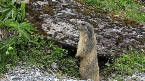 Marmots next to their burrow in spring. Artiga de Lin, in the Aran Valley, Video stock 296386253