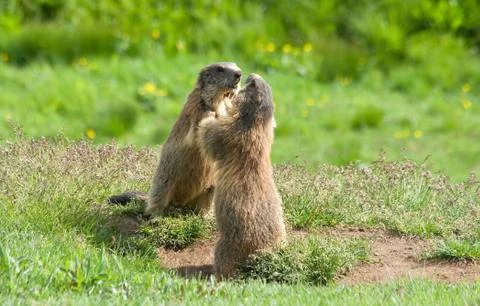 Marmots Foto stock
