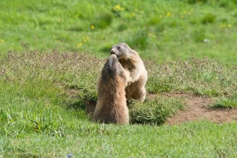 Marmots Stock Photos