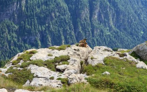 Marmots Stock-Fotos