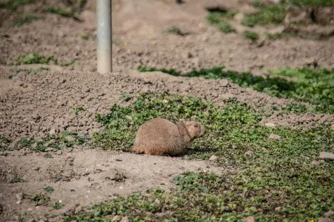 Marmots scurry back and forth Stock Photos