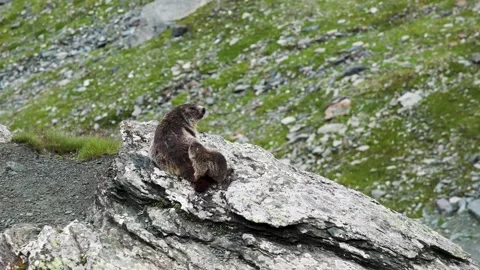 Marmots on Sunlit Mountain Rocks in Alpine Habitat Stock Footage 314832022