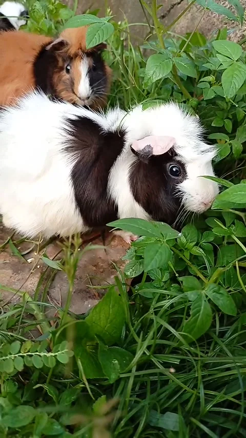 Marmut imut 動画素材 221380430