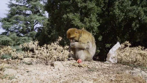 Marocco Ape Stock Footage 104188865