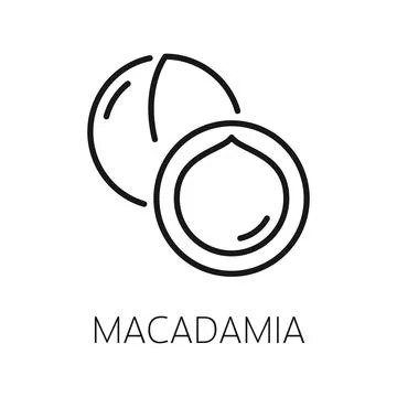 Maroochi bauple, thin line macadamia nut in shell Stock Illustration
