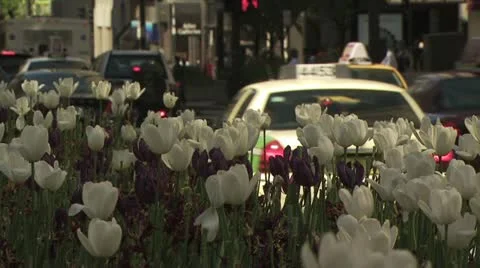 Maroon and White Tulips in Foreground, Chicago Traffic in the Background Stock-Footage 18955455