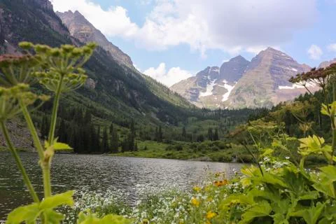 Maroon Belles Stock Photos