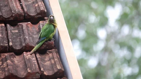 Maroon bellied Parakeet perched on a construction scene. Stock Footage 111402737