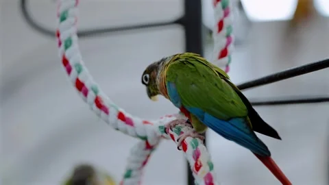 Maroon-bellied Parakeet Perching Inside a Tokyo Bird Cafe Stock Footage 327373169