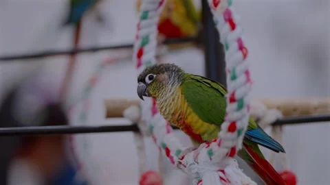 Maroon-bellied Parakeet Perching Inside a Tokyo Bird Cafe Stock Footage 327373198