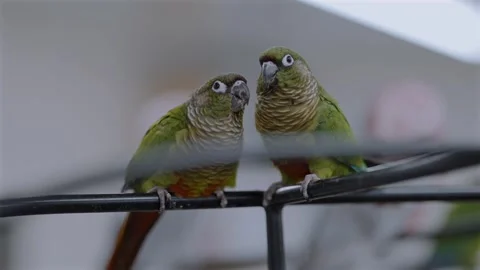 Maroon-bellied Parakeets Bonding at a Bird Cafe in Japan Stockbeeldmateriaal 327373141