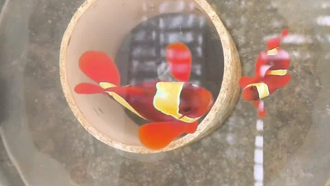 Maroon clownfish broodstock swimming in breeding tank close up Stock Footage 344876953