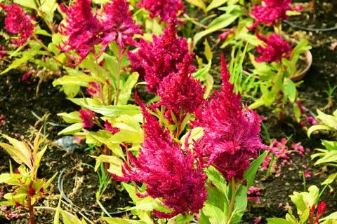 The maroon colored celosia plant grows thickly in a garden Stock Photos