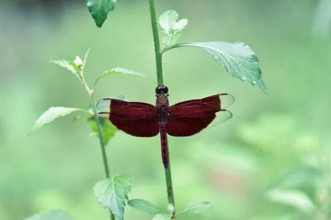 Maroon dragonflies Stock Photos