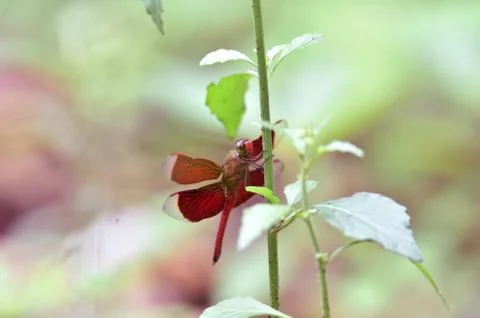 Maroon dragonflies Stock Photos