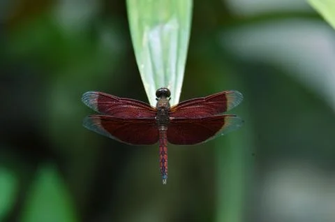 Maroon dragonflies Stock Photos