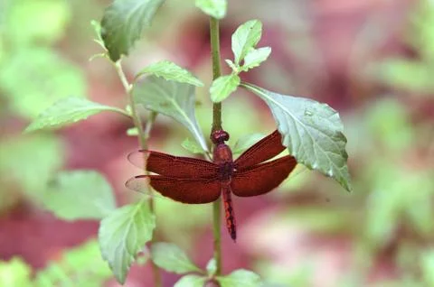 Maroon dragonflies Stock Photos