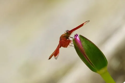Maroon dragonfly Stock Photos