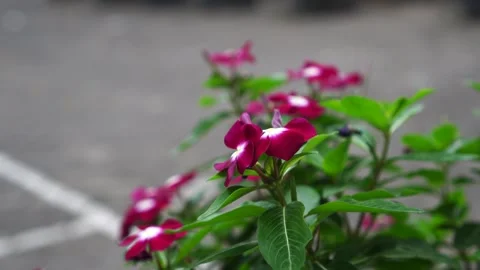 Maroon flowers of Catharanthus roseus Video stock 273779875