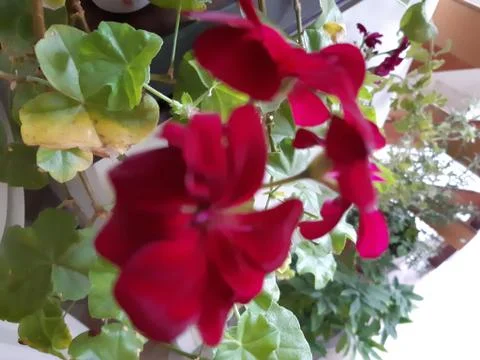 Maroon flowers Stock Photos