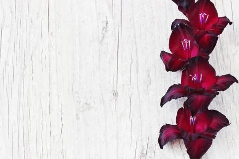 Maroon gladiolus Stock Photos