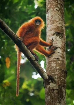 Maroon langur or leaf monkey or Red leaf monkey Presbytis rubicunda, endemi.. Stock Photos