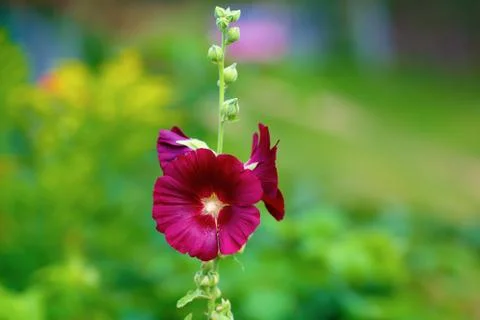 Maroon mallow flower Stock Photos