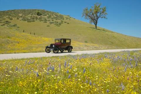 A maroon Model T driving down a scenic road surrounded by spring flowers off of Stock Photos