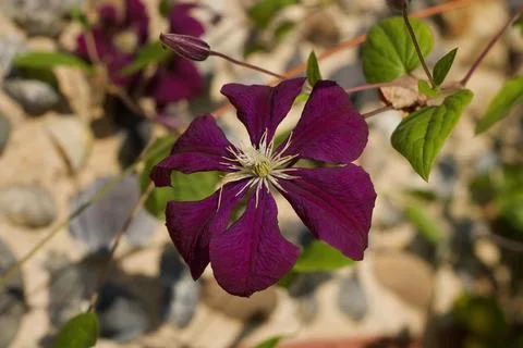 Maroon or deep red clematis flowers in garden in summer Stock Photos