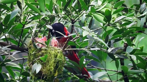 Maroon oriole, beautiful red bird feeds the baby birds. Stock Footage 143053789