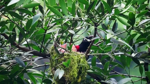 Maroon oriole, beautiful red bird feeds the baby birds. Stock Footage 143053807