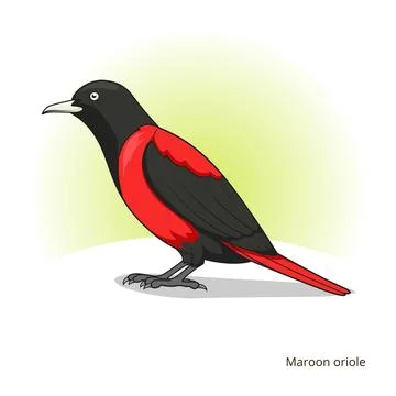 Maroon oriole bird educational game vector Stock Illustration