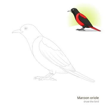 Maroon oriole bird learn to draw vector Stock Illustration