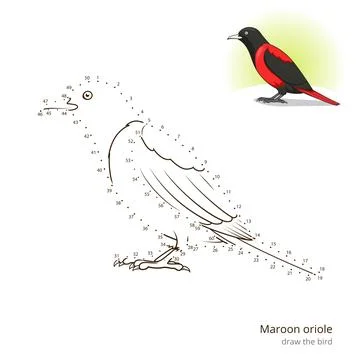Maroon oriole bird learn to draw vector Stock Illustration