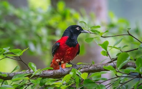 Maroon Oriole perched on a branch in Wulai, Taiwan Stock Photos