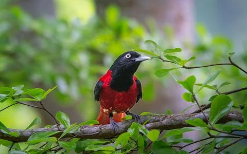 Maroon Oriole Perched on a Tree Branch in Wulai, Taiwan Stock Photos