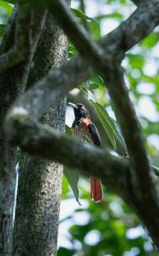 Maroon Oriole perched on a tree branch in Wulai, Taiwan Stock Photos