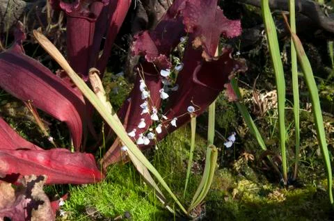 Maroon pitfall pitcher plant and  purple flowers of Utricularia bisquamata Stock Photos