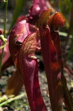 Maroon pitfall pitcher plants Stock Photos